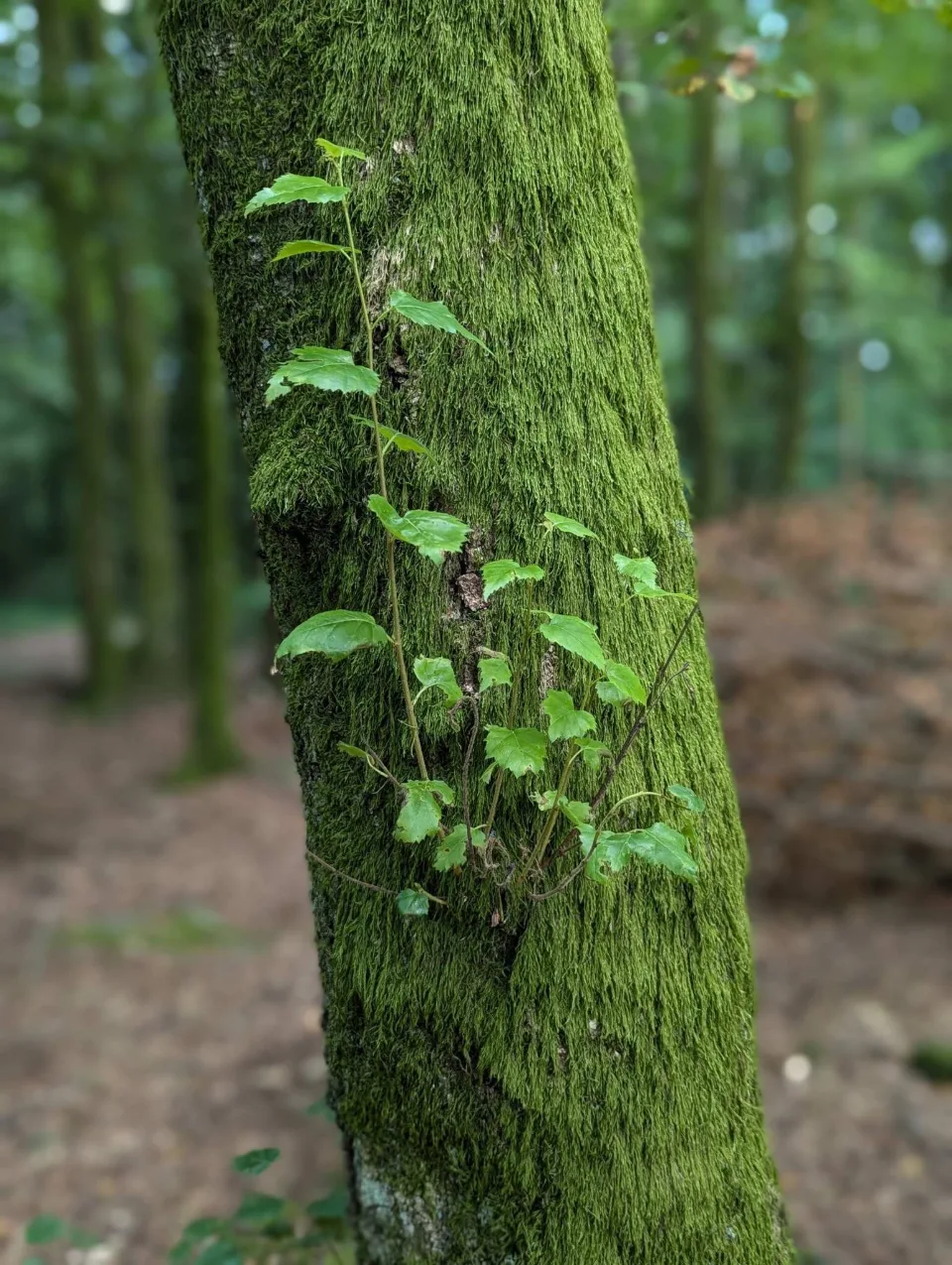 Leuchtend grünes Moos überzieht einen Stamm, eine junge Ranke klettert hinauf.