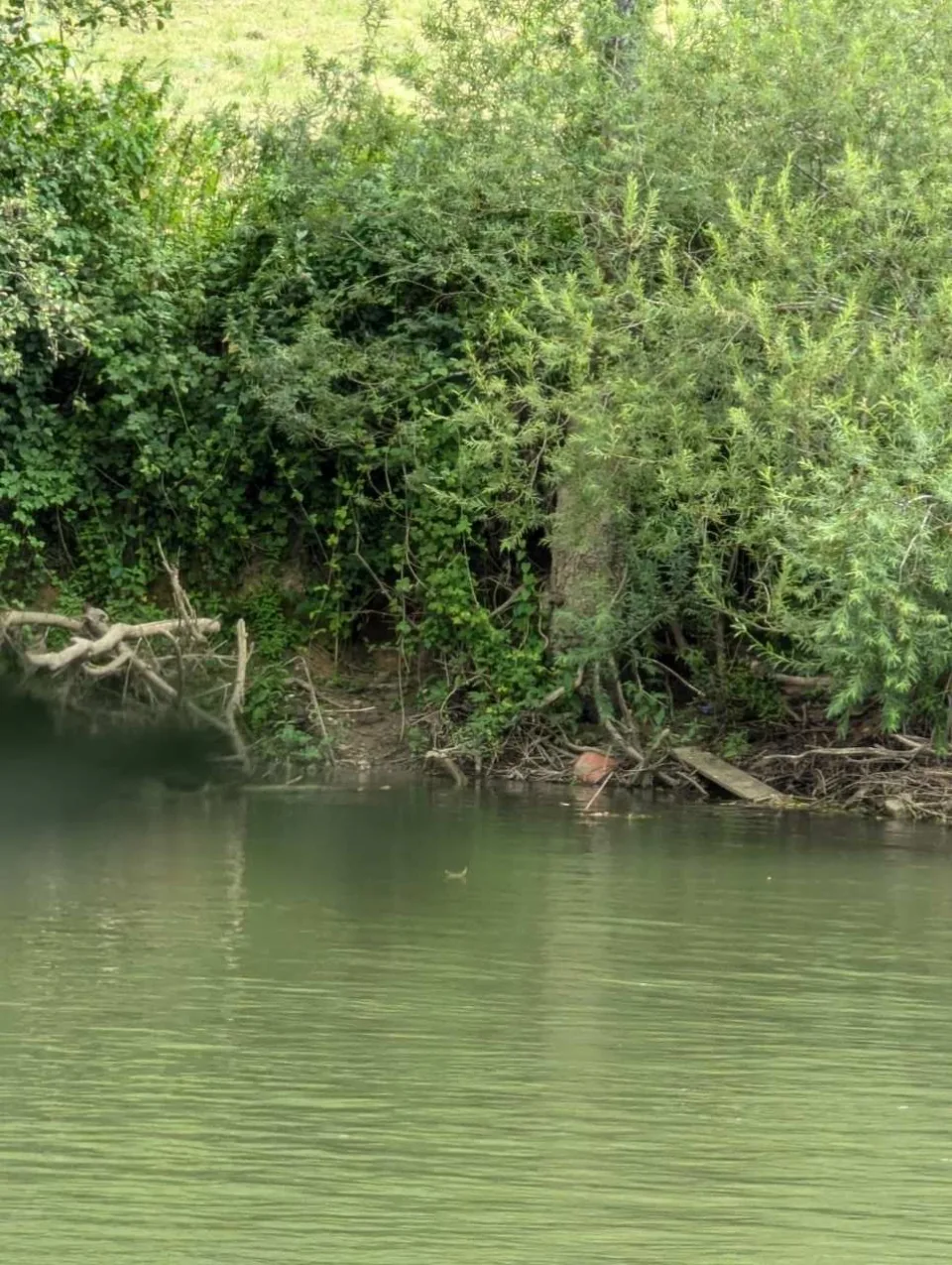 Stilles, grünes Wasser der Maas unter überhängenden Weiden.