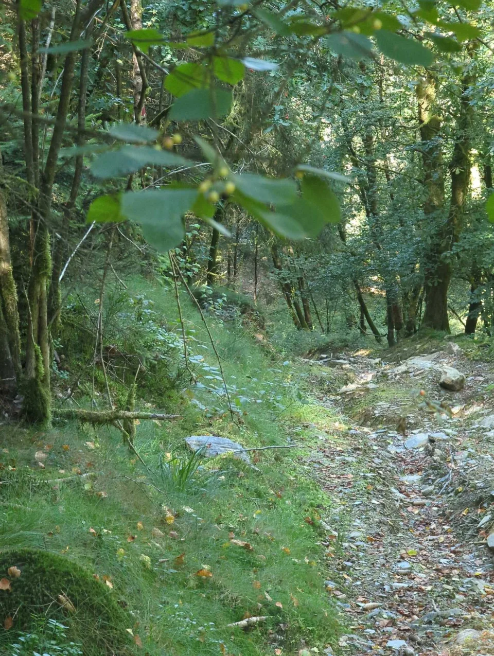 Ein grüner Hohlweg zieht sich durch den dichten Wald hinauf.