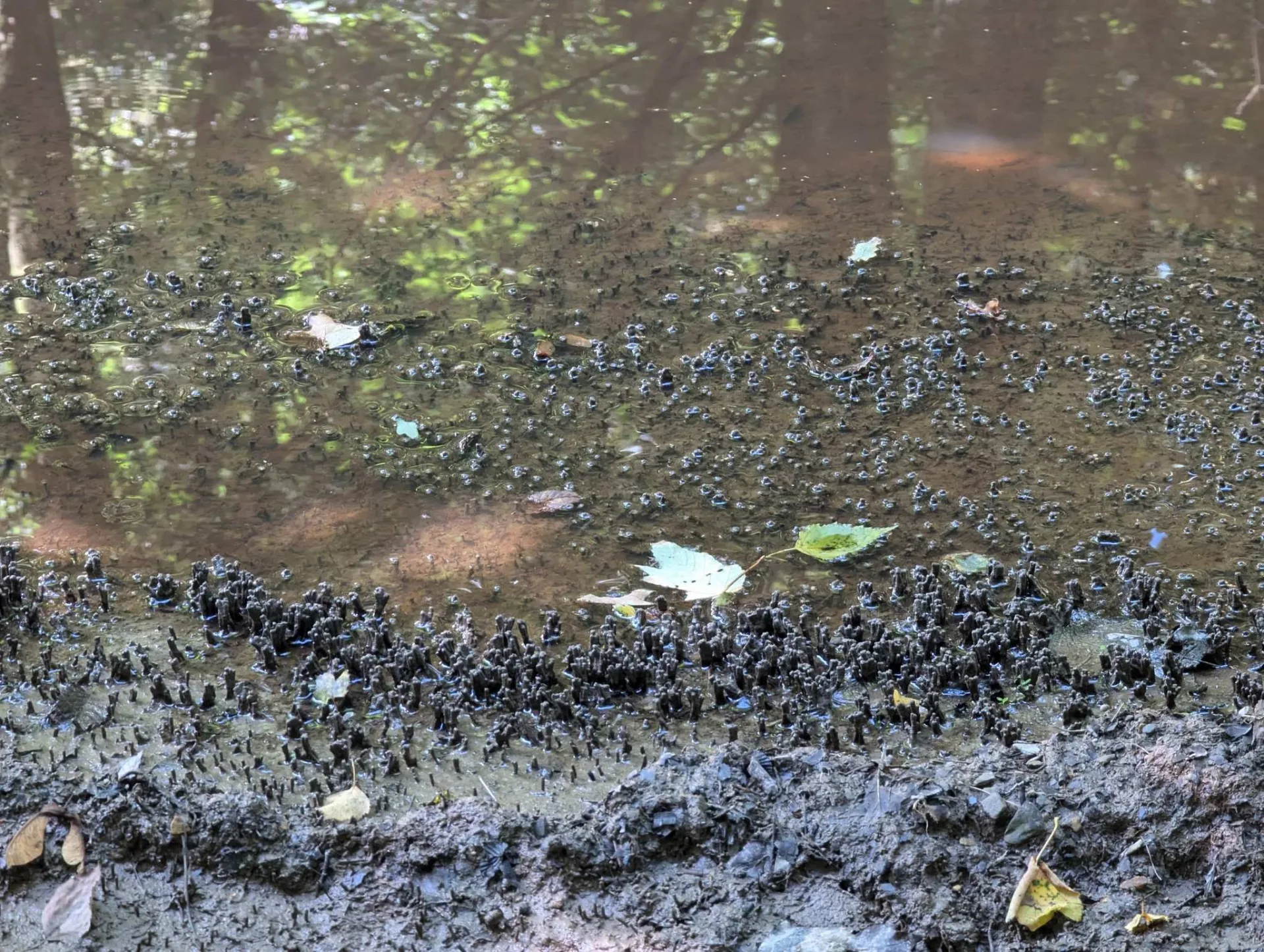 Der Weg versinkt im Morast – festes, wasserdichtes Schuhwerk zahlt sich hier aus.