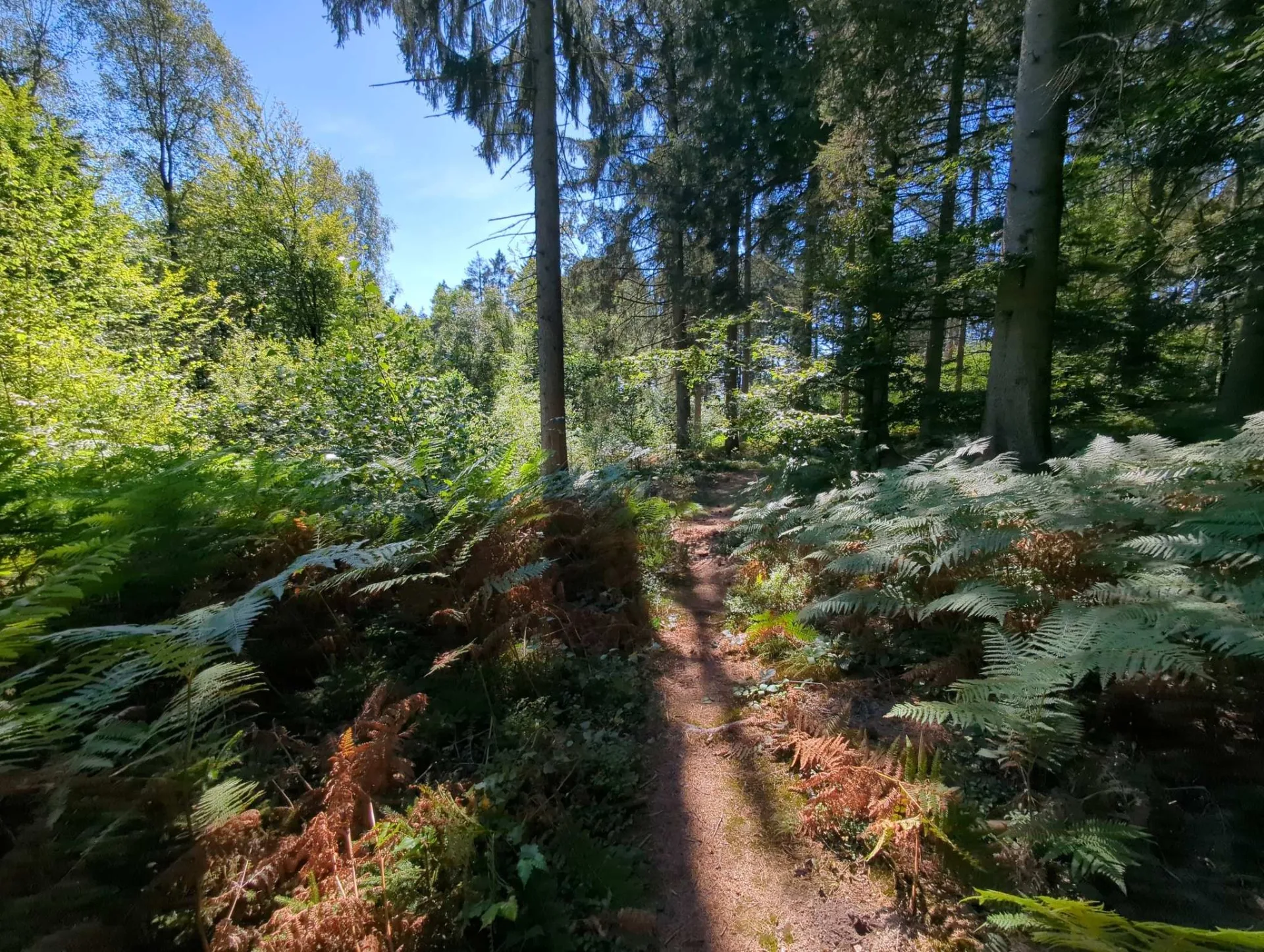 Zum Abschluss ein sonniger Pfad zwischen Farnen, die sich schon herbstlich färben.