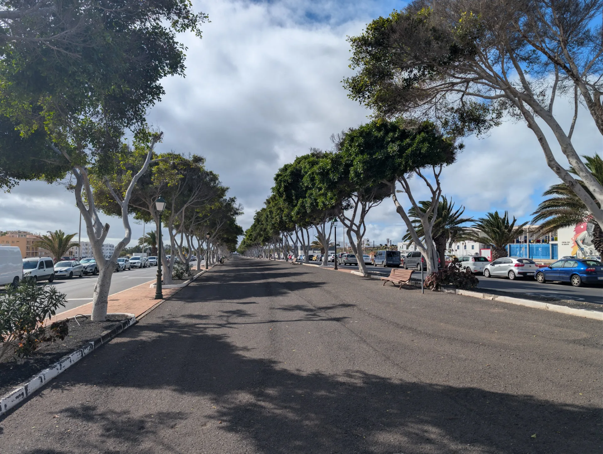 Palmenallee in Arrecife, der Inselhauptstadt.