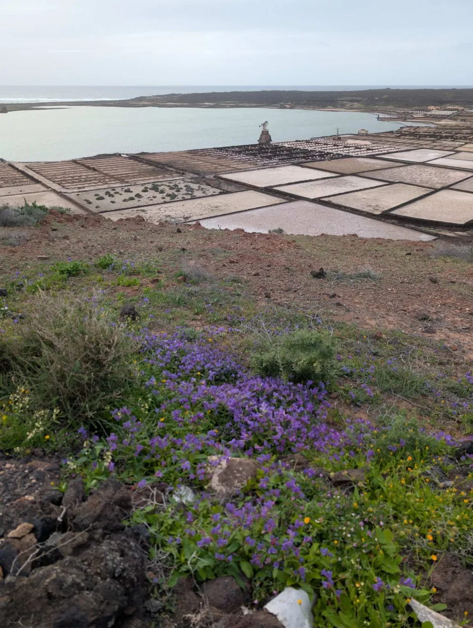 Die Salinas de Janubio — Salzgärten am Meer, lila Blüten im Vordergrund.