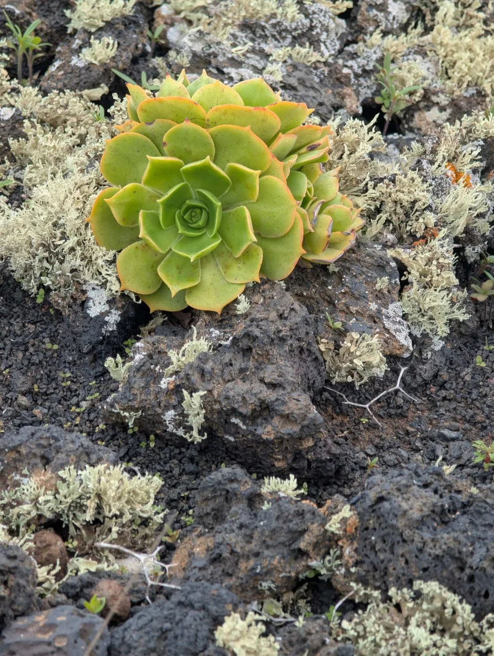 Eine Aeonium-Rosette wächst aus der Lava – typisch kanarisch.