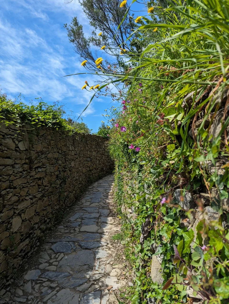 Mauerpfad mit Frühlingsblüten über der Küste