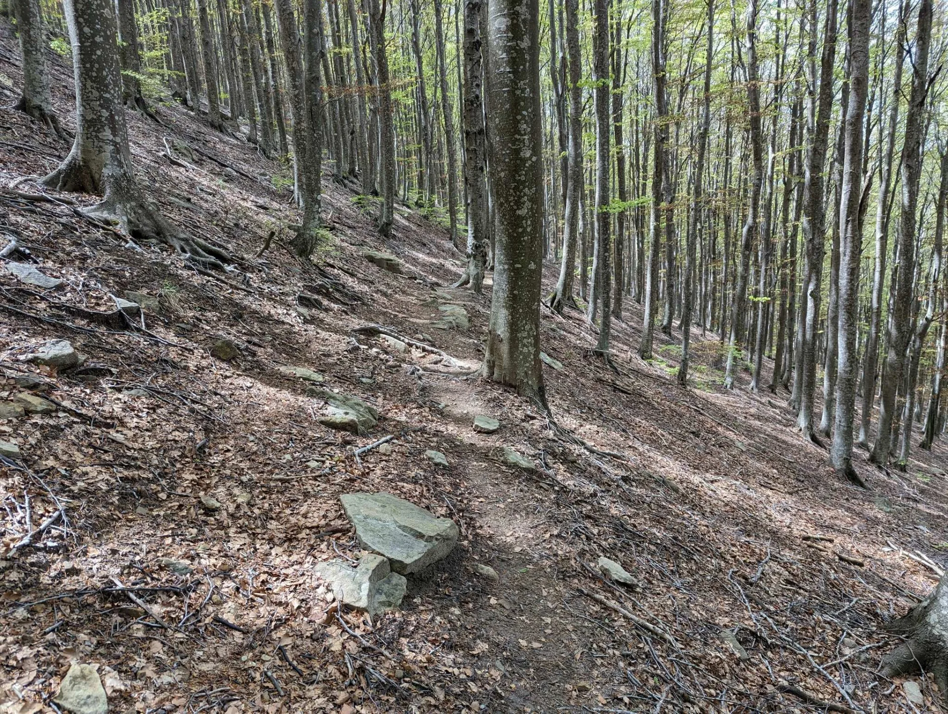 Pfad durch den frühlingshaften Buchenwald