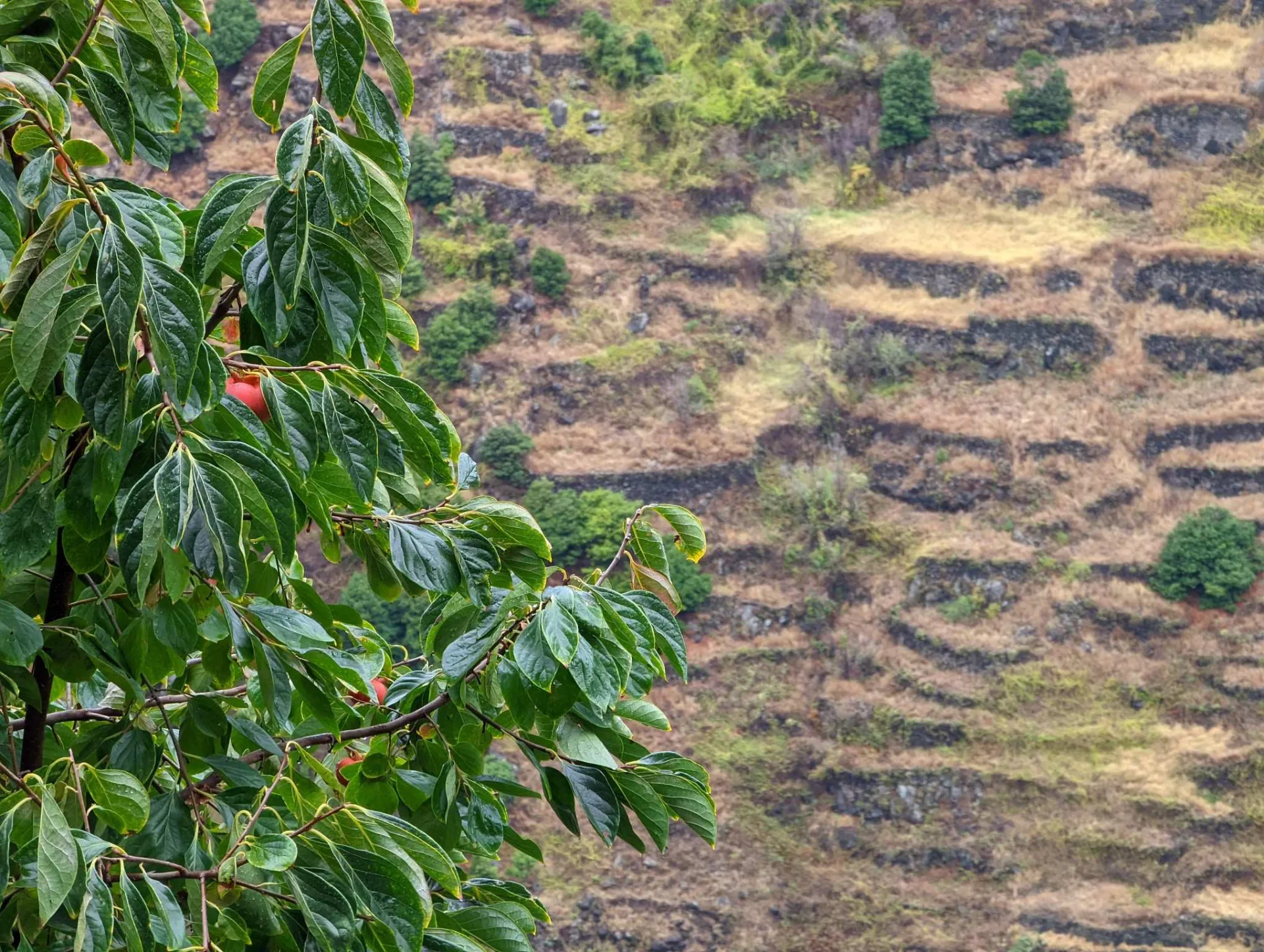 Kakibaum vor den Terrassenfeldern (Poios)