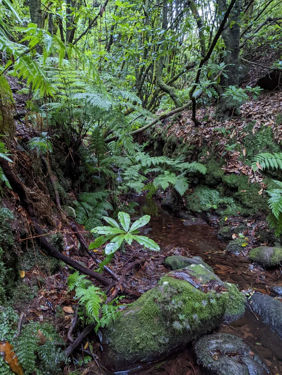 Bachlauf im moosigen Lorbeerwald