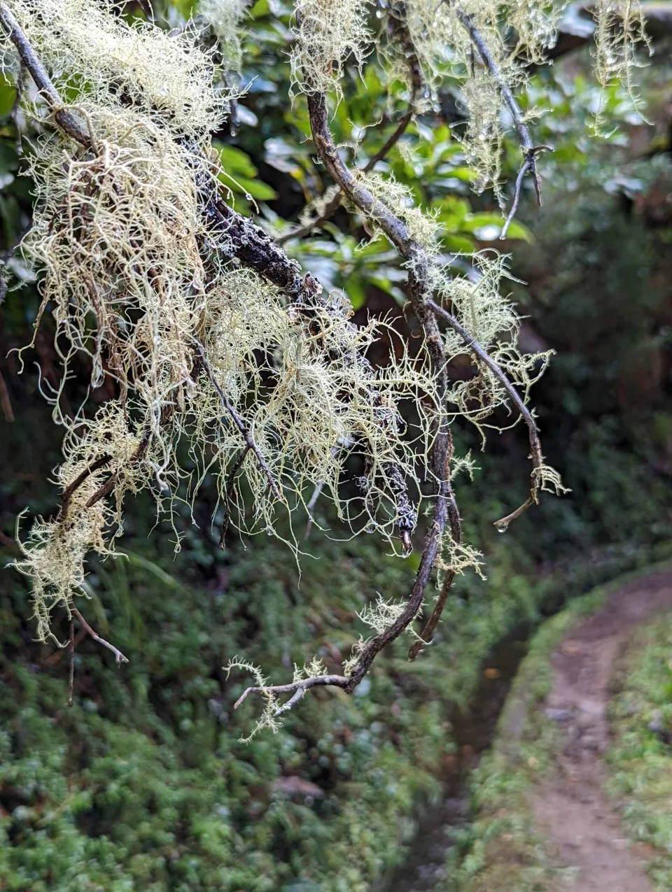 Bartflechten über dem Levada-Weg