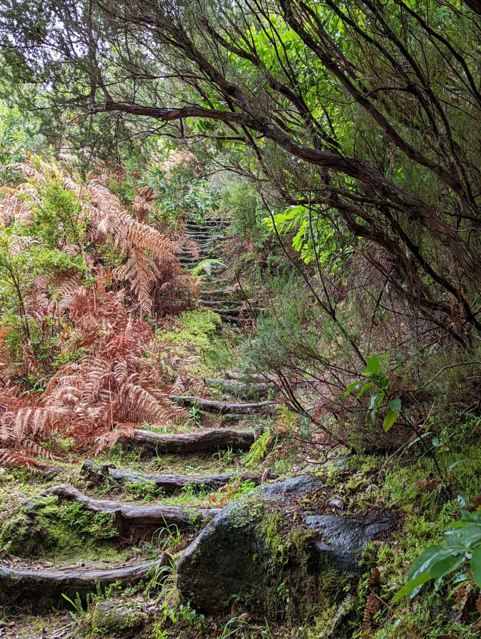 Steile Stufen hinauf durch Farn und Wald