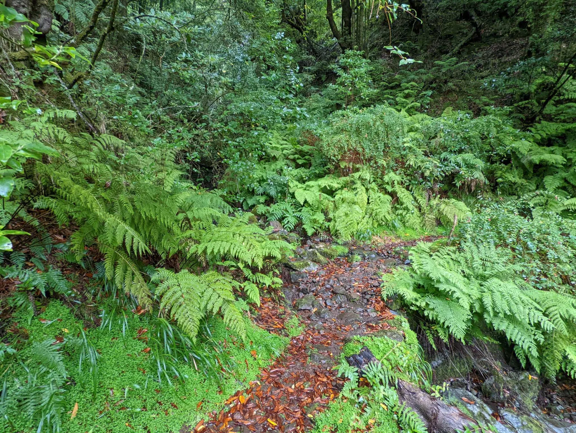 Farngesäumter Waldpfad