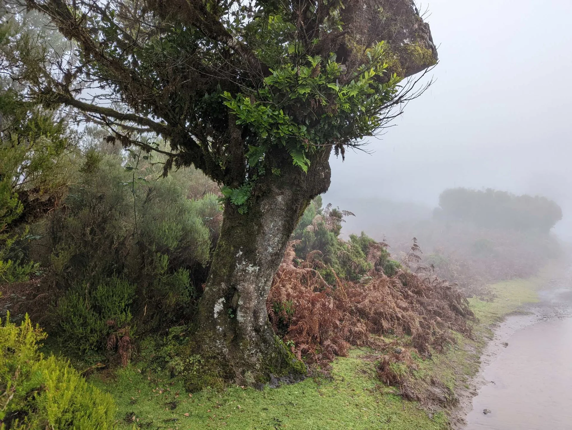 Uralter Lorbeerbaum im Nebel von Fanal