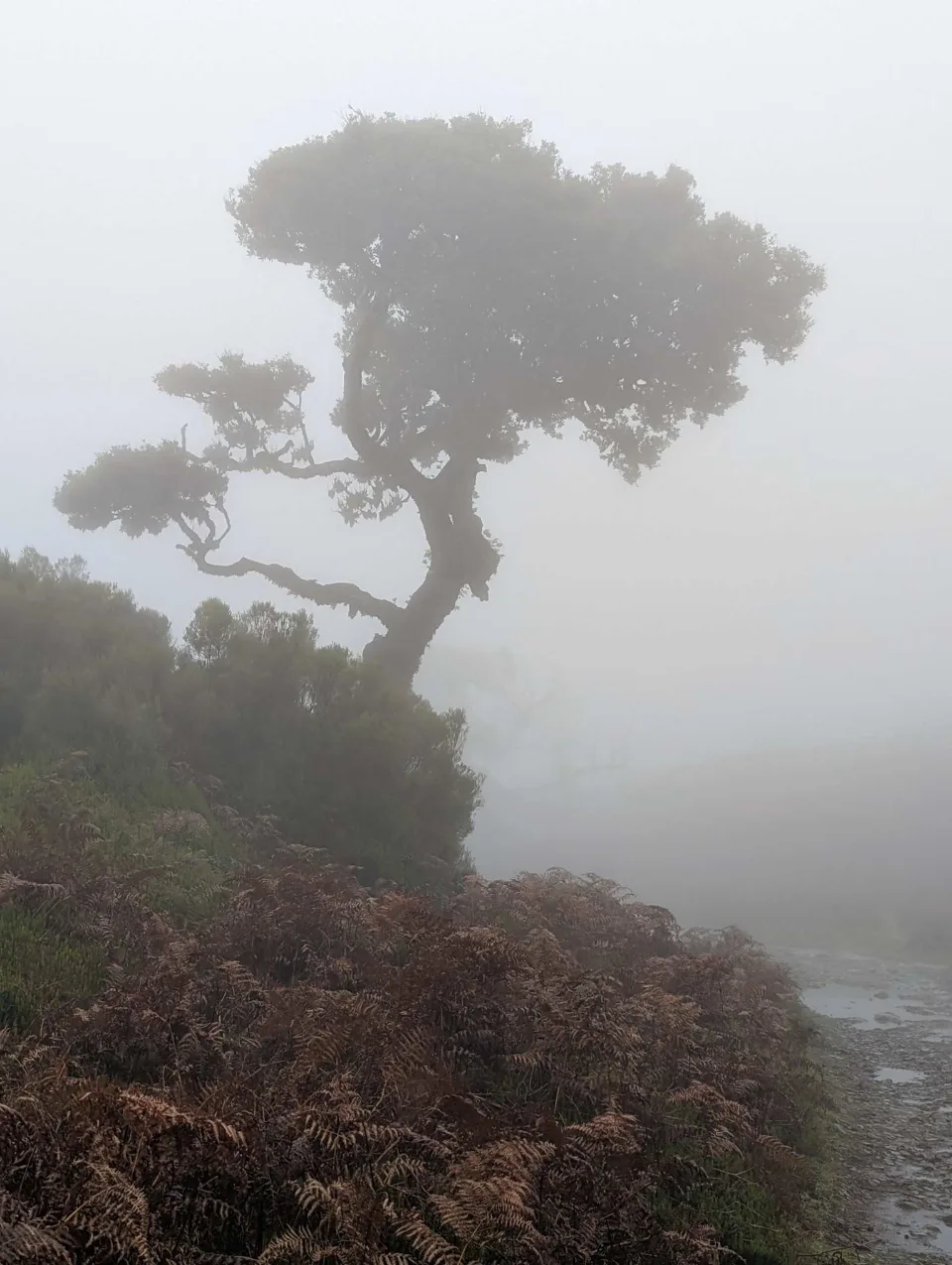 Der markante Lorbeerbaum von Fanal im Nebel