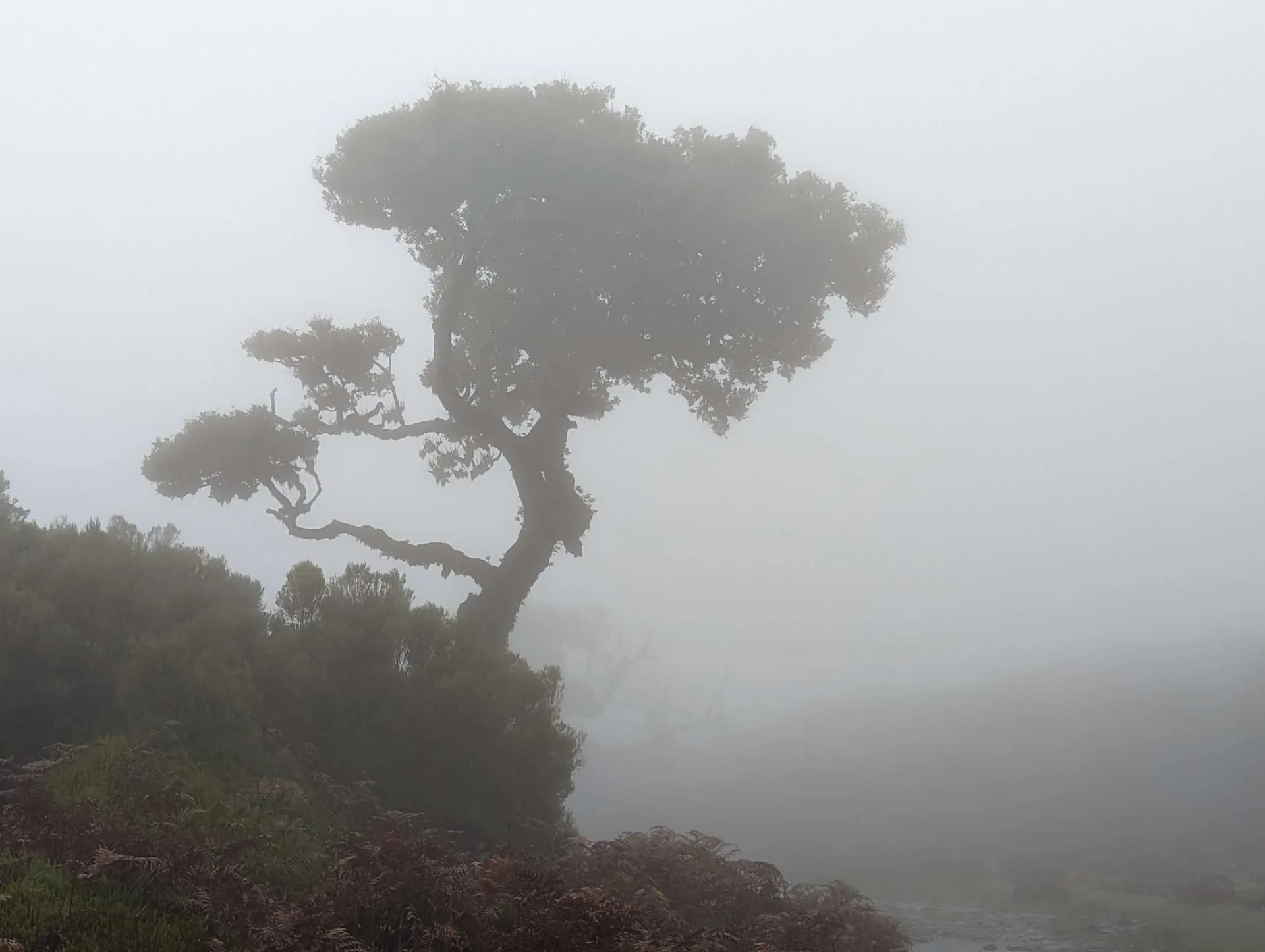 Knorriger Lorbeerbaum in dichtem Nebel