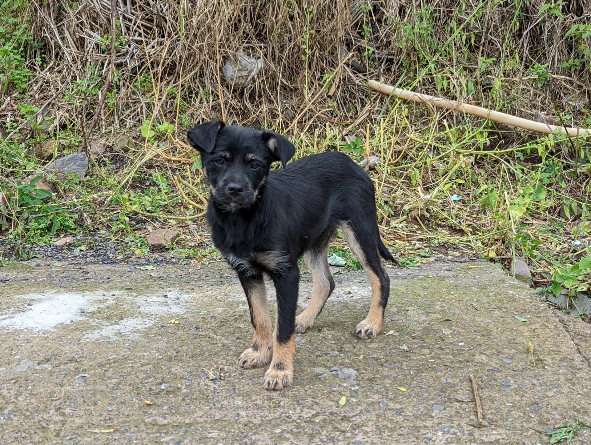 Junger Hund am Wegrand bei Larano