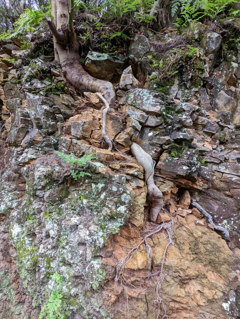 Baumwurzeln klammern sich an die Felswand