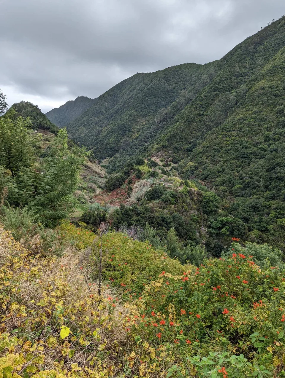 Grünes Tal mit Terrassen und Herbstblüten