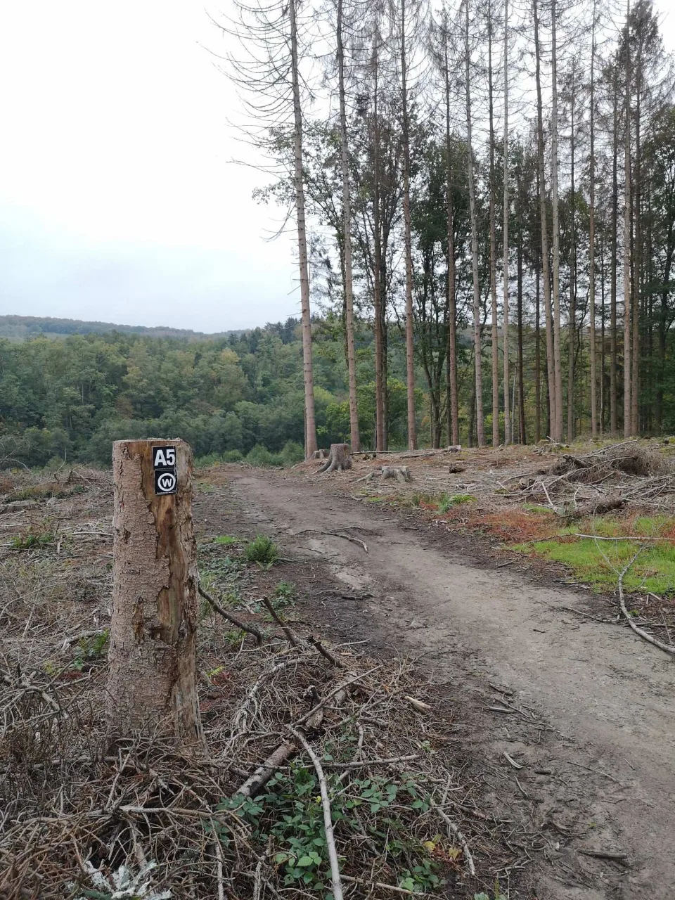 Ein breiter Schotterweg am Rand einer Lichtung; der Herbst hat die Bäume schon gefärbt.