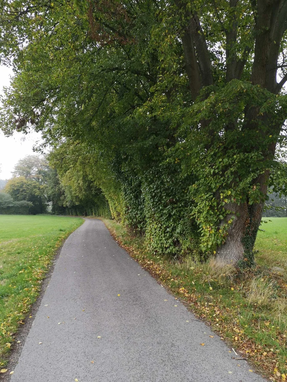 Ein stilles Sträßchen unter alten Bäumen, von der Morgensonne gesprenkelt.