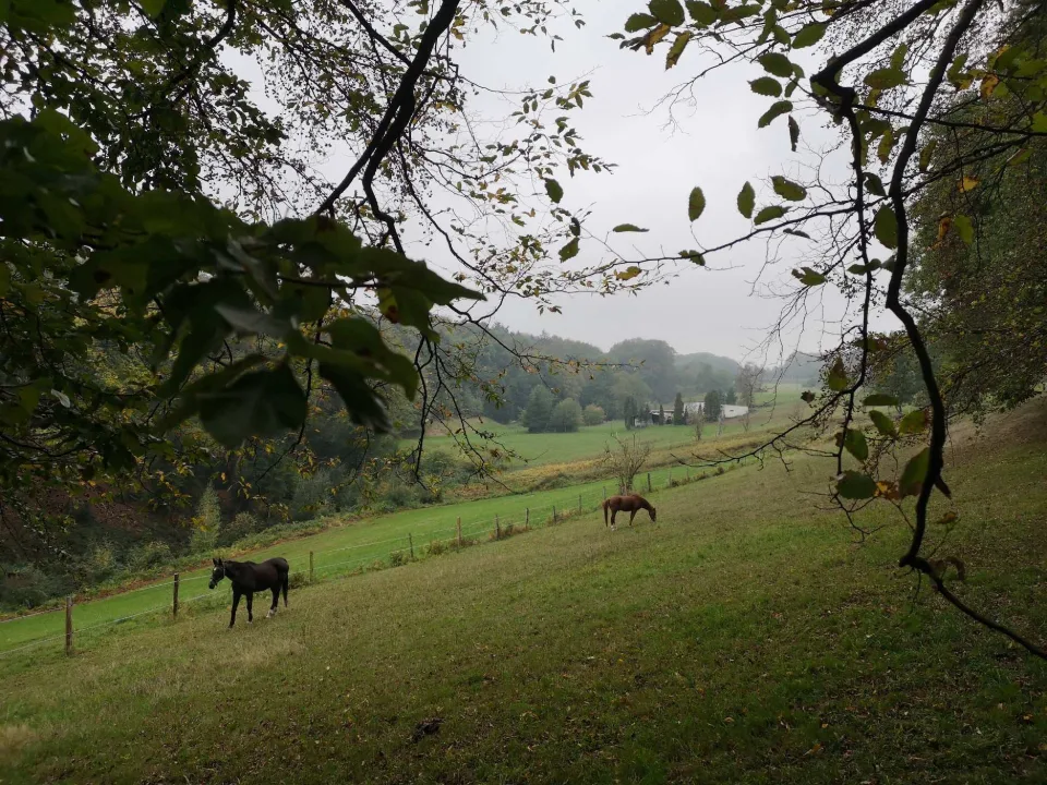 Pferde auf einer Weide, von Zweigen gerahmt — der Blick öffnet sich über das hügelige Land rund um Witten.