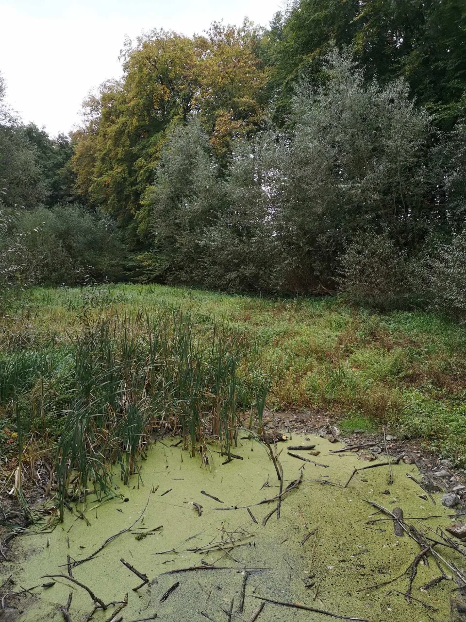 Ein kleiner, von Entengrütze überzogener Teich am Wegesrand.