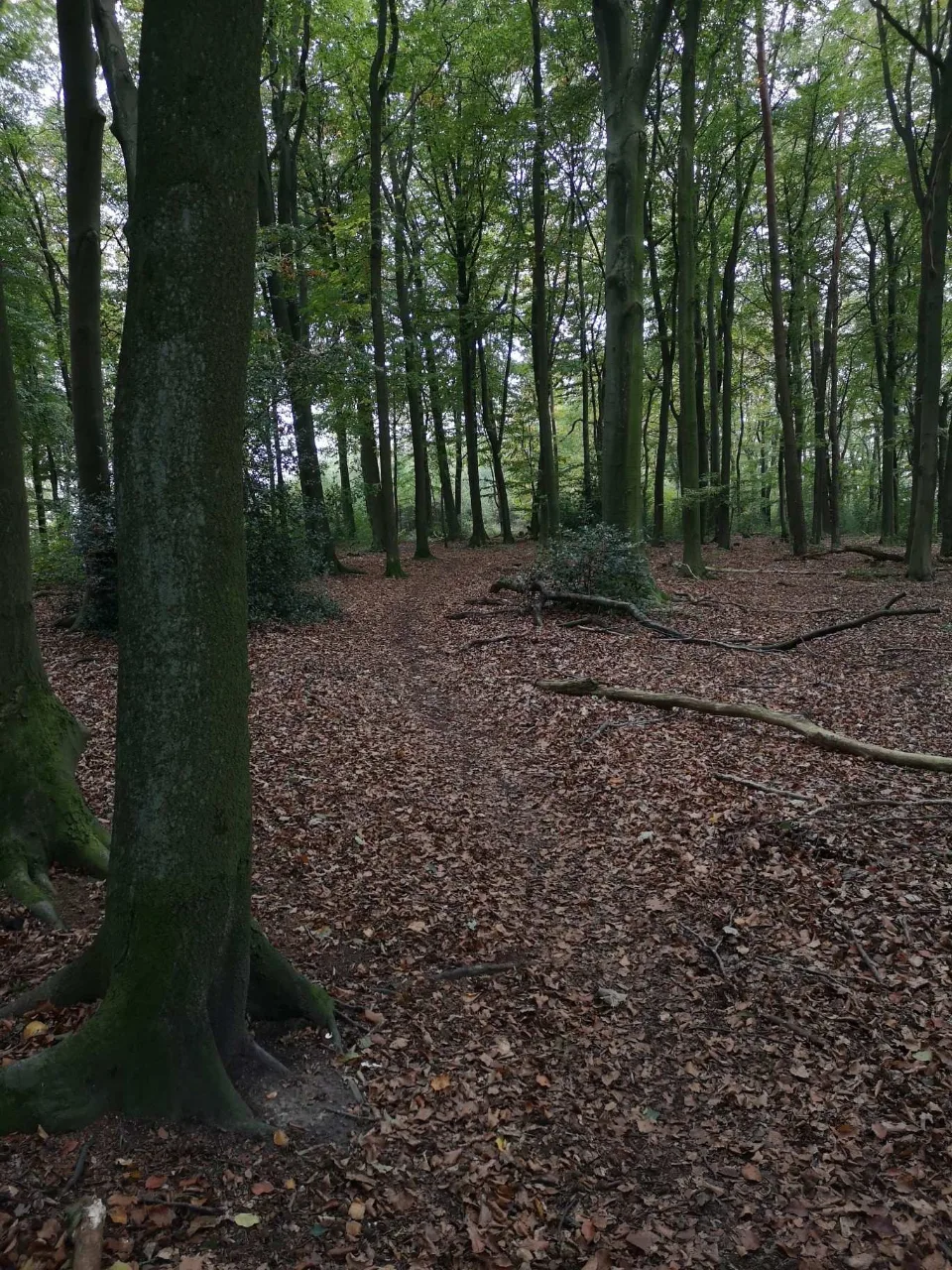 Durch hohen Buchenwald über raschelndes Laub, kurz vor Sonnenuntergang.
