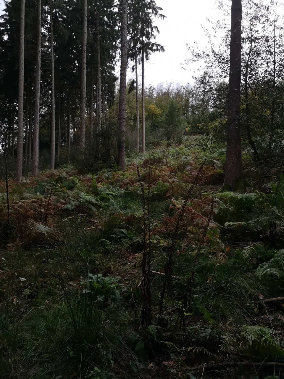 Die letzten Kilometer durch den dämmrigen Wald — die zehrten dann doch.