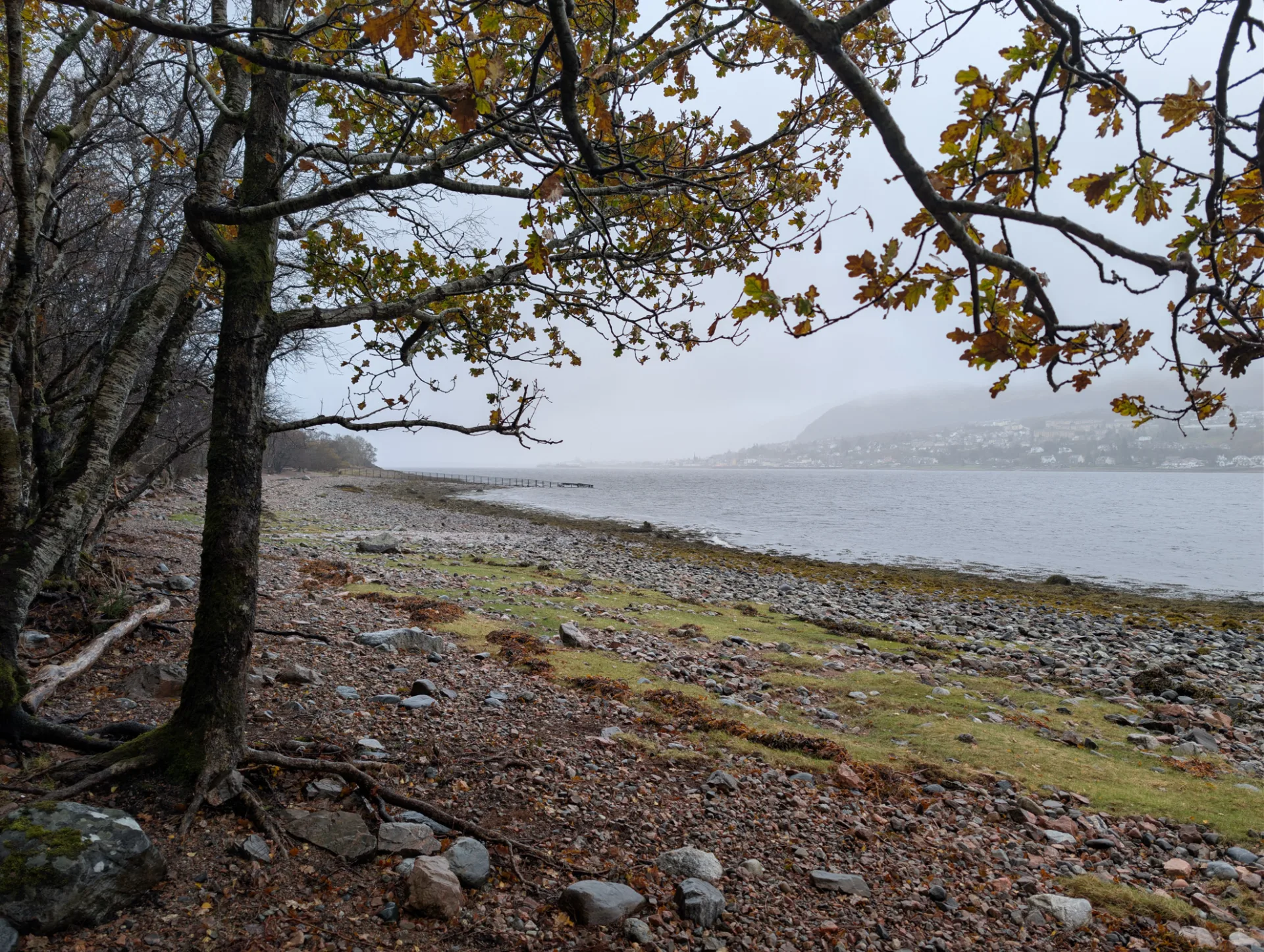 Eichen am Loch-Ufer — herbstliche Reste am Ast, dahinter der See im Dunst