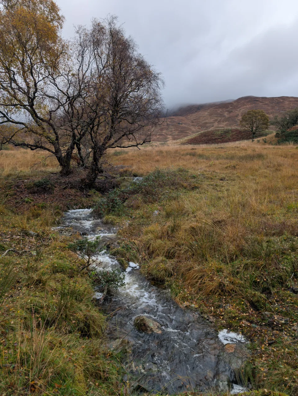 Bach durch das Hochmoor, dazwischen Birken — typisches CWT-Terrain
