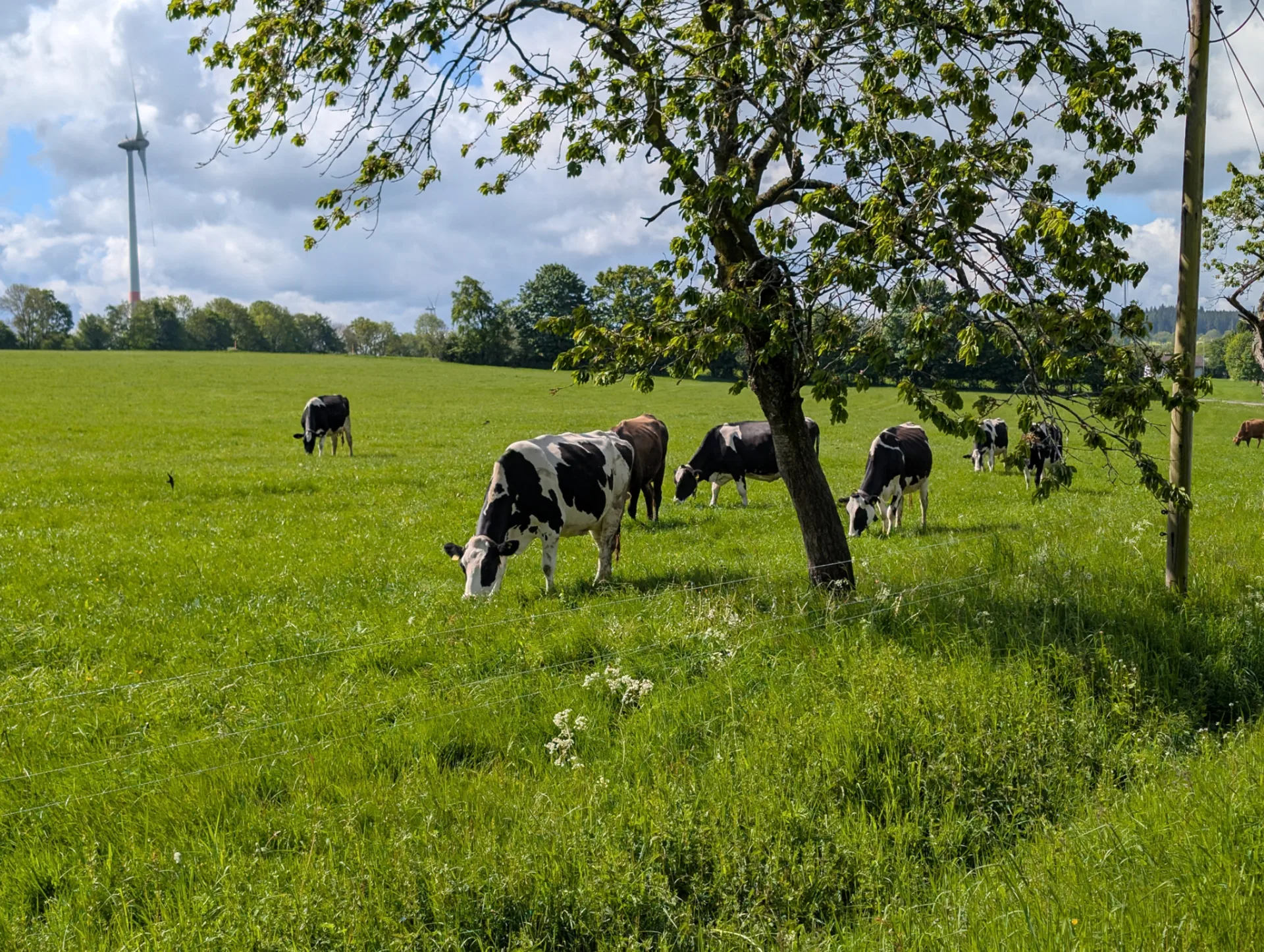 Weidevieh unter einem Baum, dahinter ein Windrad.