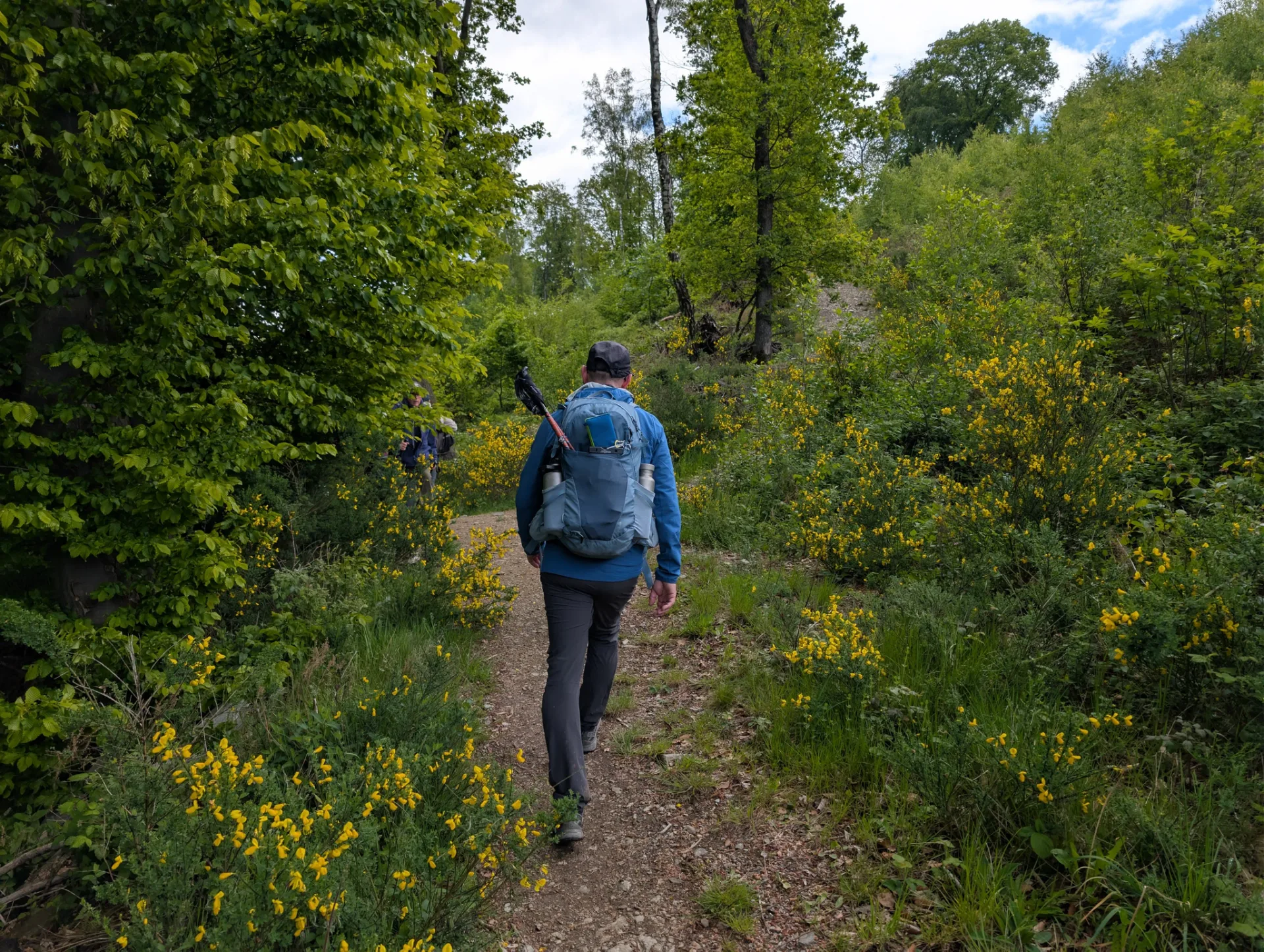 Ein Mitwanderer auf schmalem Pfad durch den blühenden Ginster.