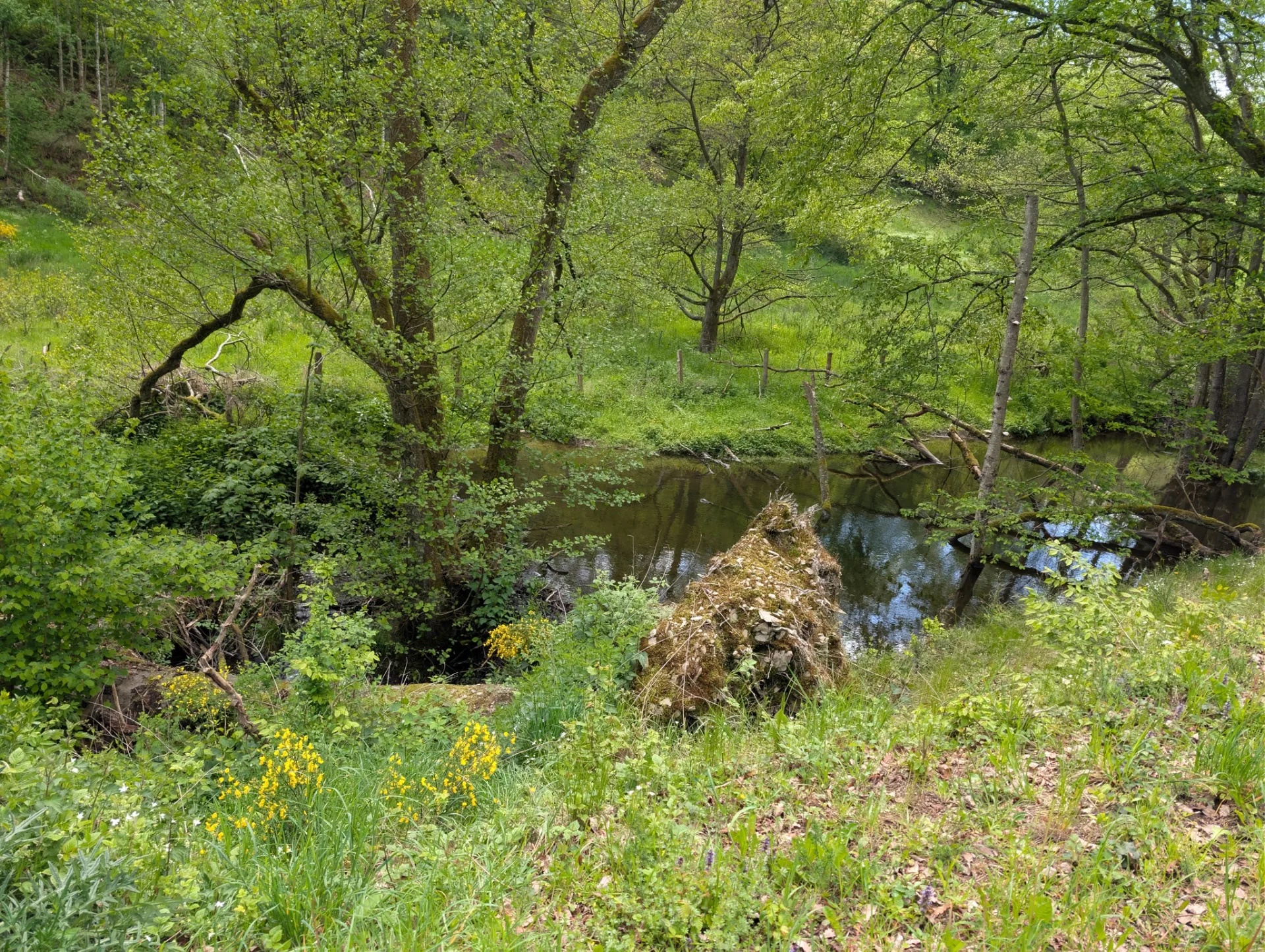 Ein stiller Bachlauf im frühlingsgrünen Tal.