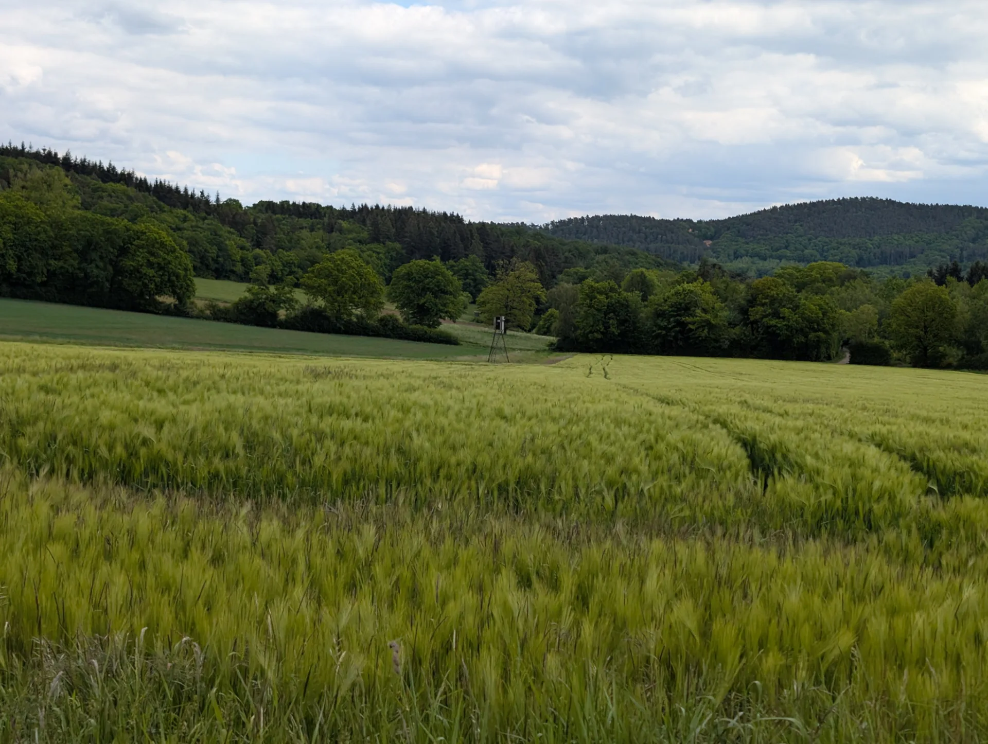 Gerstenfeld und Hochsitz, dahinter die bewaldeten Eifelrücken.