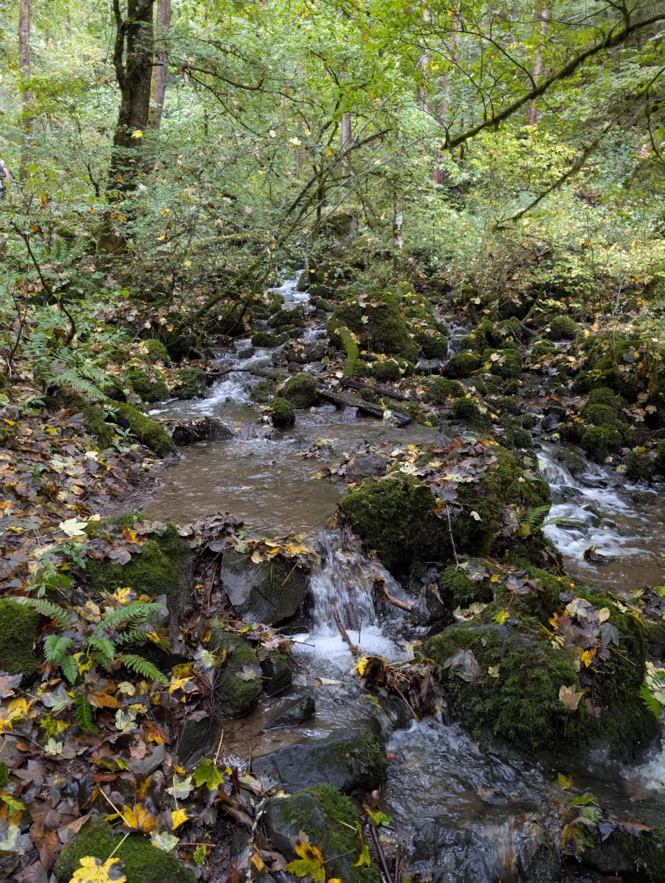 Bachlauf im Herbstwald