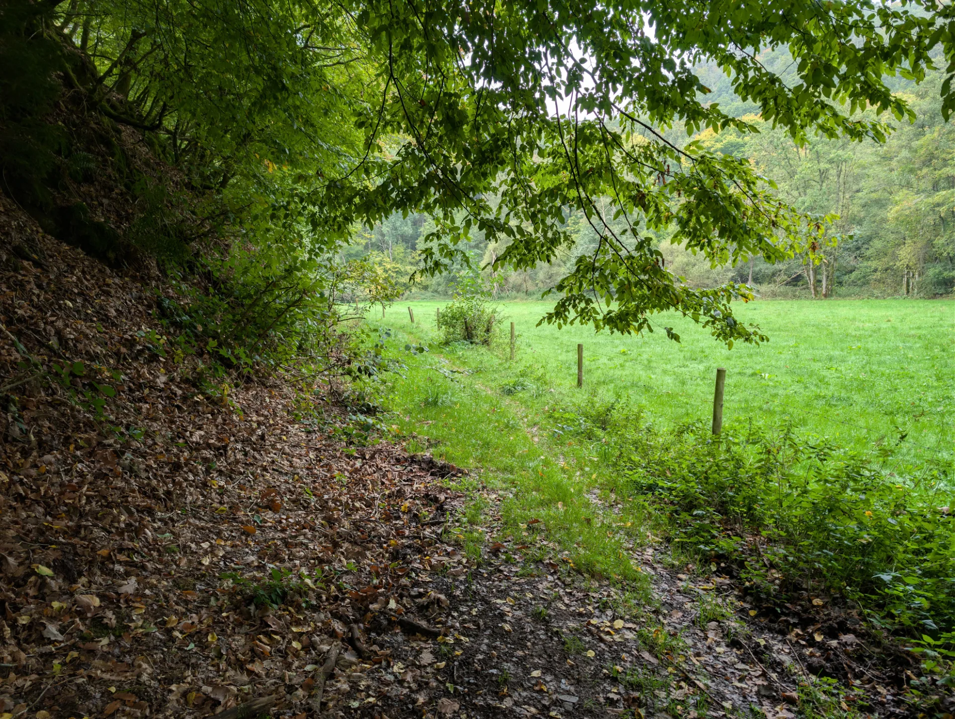 Stiller Waldrand zwischen den Maaren
