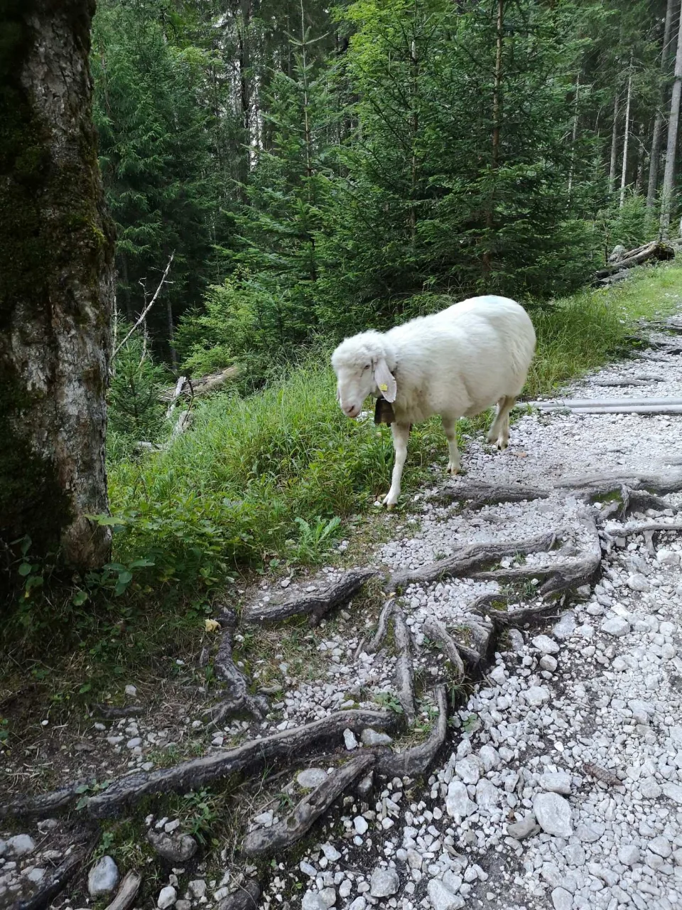 Wegbegleitung am Bach: ein Schaf auf dem steinigen Pfad.